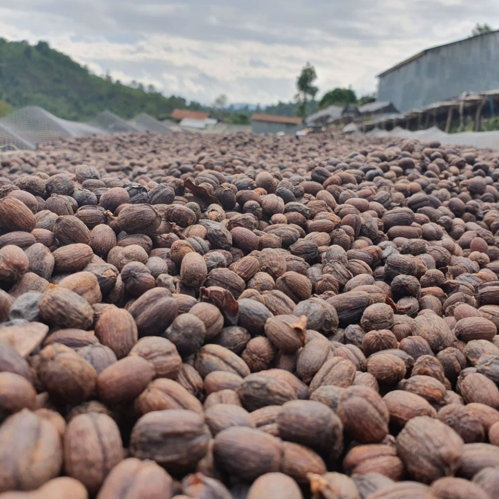 Boabe de cafea bio Fair Trade Etiopia Sidamo 250 g